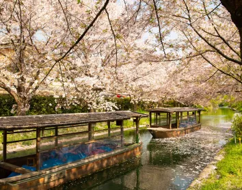 Nagoya Fleuve Cerisier Promenade Barque